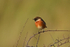 Stonechat