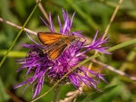 Essex Skipper