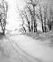 WINTER WOODS - LONG POINT
