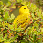NORTHERN-YELLOW-WARBLER
