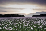 Opium poppies 2