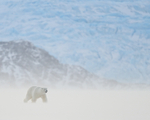 Male Polar Bear, Svalbard, Norway
