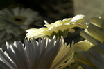 Flowers Set 1 - 02