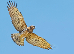 Short Toed Eagle