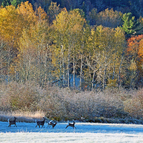 White-tailed deer push through a painted, frosted landscape in mid-October in Kings County, New Brunswick, Canada.