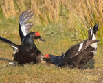 Black Grouse - Tetrao tetrix