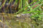 Marsh Frogs