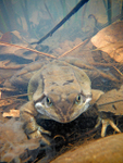 Common Frogs spawning, Bristol,002