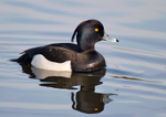 Tufted Duck