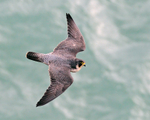 Peregrine (adult) in flight along the cliffs at Durlston