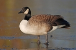 Canada Goose