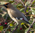 WAXWINGS (ww 05)