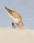 Dunlin head underwater while feeding, Fort De Soto Park, Florida