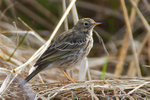 Meadow Pipit on the ground at Otmoor