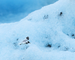Sabine's Gull flying, Jokulsarlon, Iceland