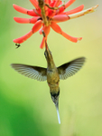 Long-billed Hermit in flight, Costa Rica