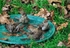Sparrows enjoying an autumn bath