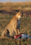 Cheetah kill