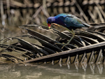 Purple Gallinule scratches, Costa Rica