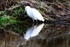 Little Egret
