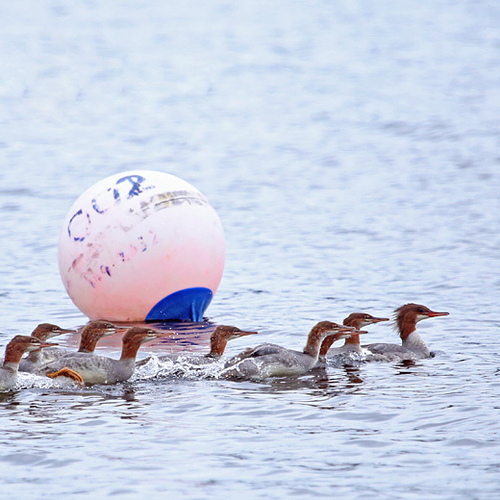 Common Mergansers