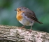 Robin