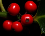 Holly Berries