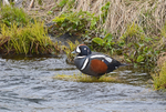 Harlequin Duck