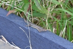 Common Lizard