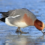 Wigeon