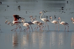 Greater Flamingos