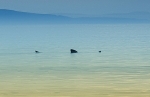 Basking Shark, Central Beach, Nairn - September