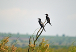 Pygmy Cormorants