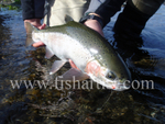 Glo Bug Caught Hen.