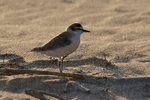 White-fronted Plover portfolio