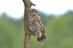 Tawny Owl