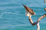 Osprey Poop