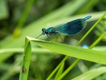Banded Demoiselle