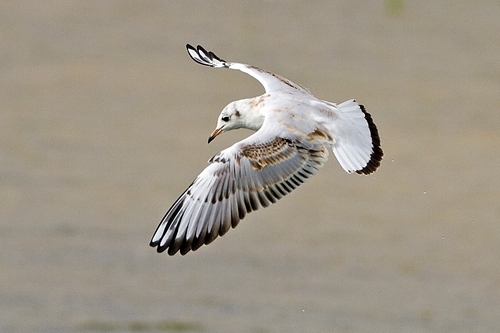 Seagull in flight taken at Rutland Water with my Canon 7D (for the brief time I had it!)