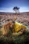 Tree and rock