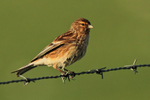 Linnet perched on a barbed wire fence on Islay