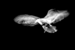 Herring gull