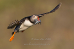 Puffin with sandeels in flight