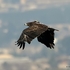 Tõnn... Greater Spotted Eagle (Aquila clanga) M-ad
