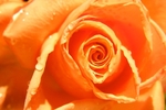 rose study