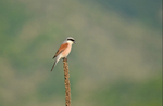 Red-backed Shrike