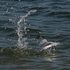 Gull-feeding-1-0601