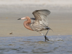 Reddish Egret portfolio