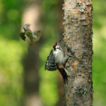 European Pied Flycatcher portfolio