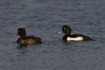 Tufted Ducks (male & female)